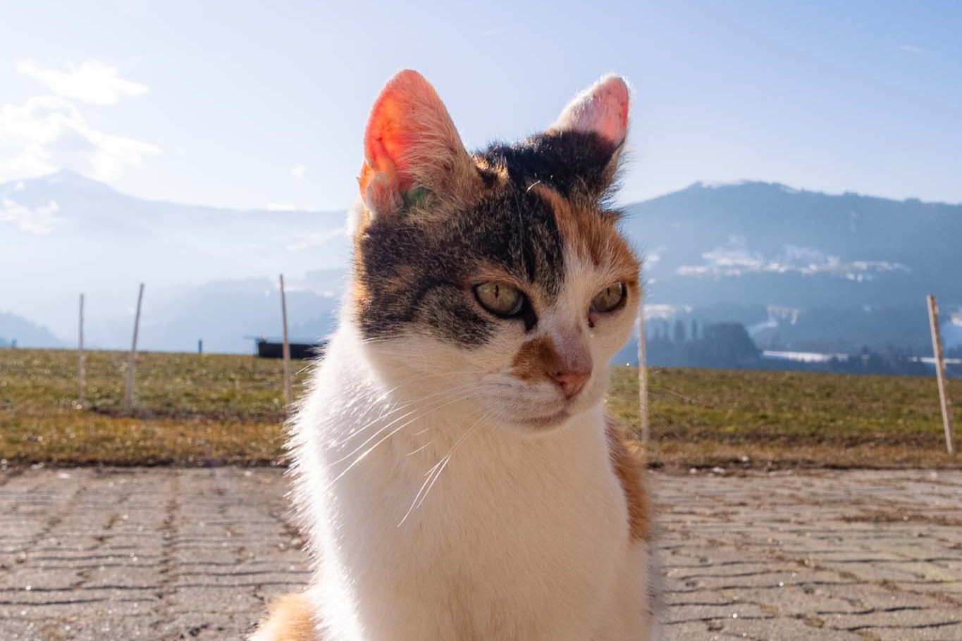Katze